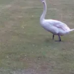 In *